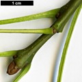 SpeciesSub: subsp. angustifolia SpeciesSub: subsp. angustifolia